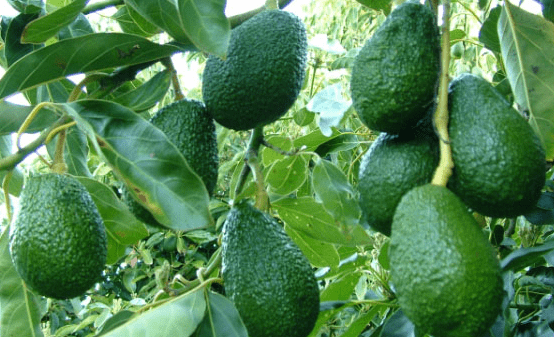 El aguacate es uno de los principales productos agroalimentarios de exportación de México.