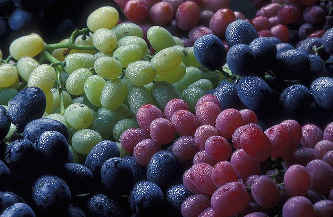 Consumo de uva en México será de 257,000 toneladas. Grape consumption in Mexico will be 257,000 tons. La consommation de raisin au Mexique sera de 257 000 tonnes.