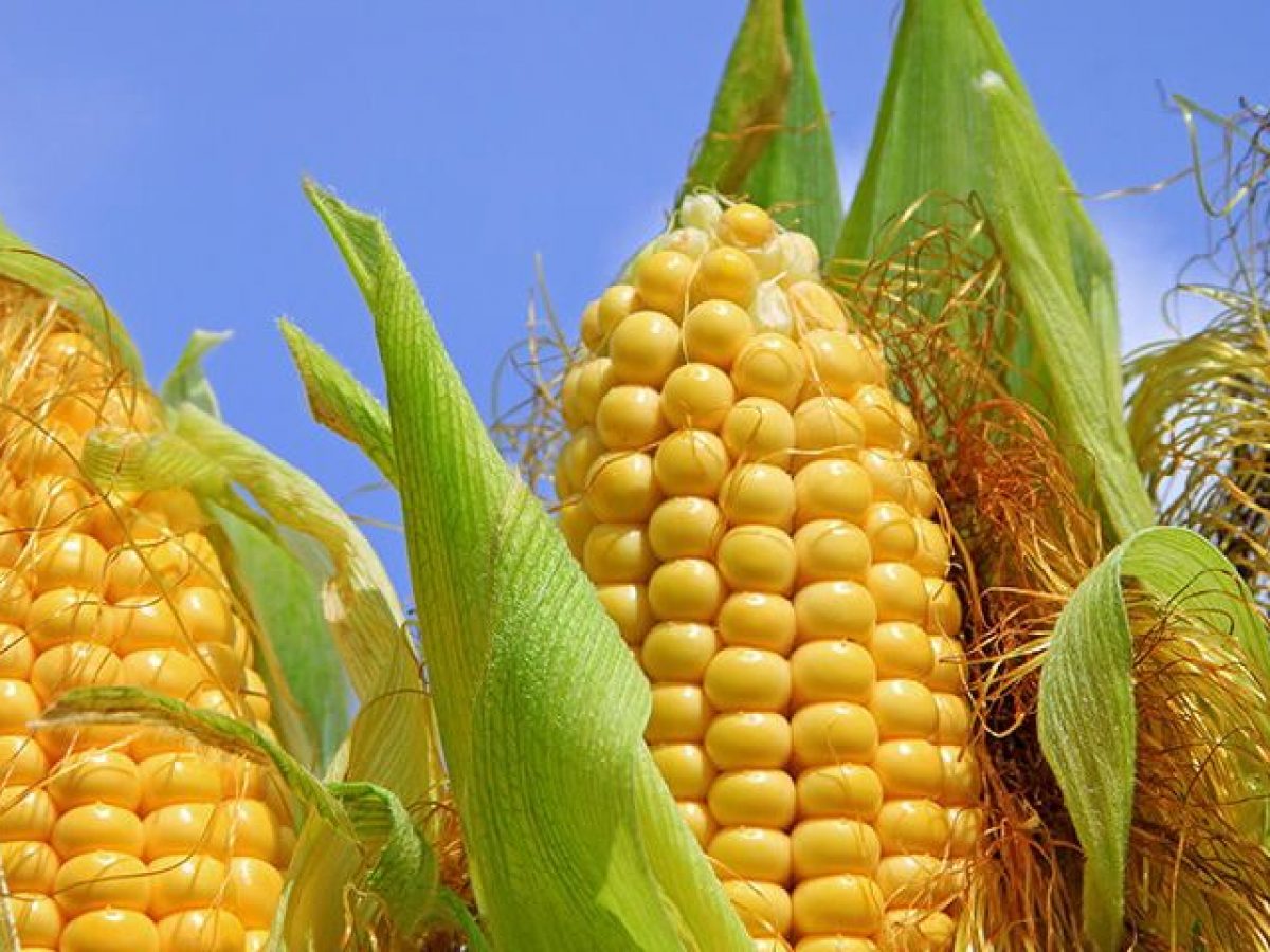 Los 10 mayores importadores de maíz del mundo | Opportimes