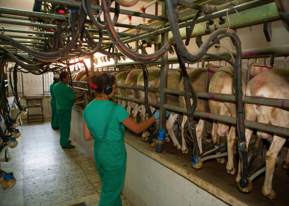 La UE y el Mercosur se otorgarán cupos mutuos en leche en polvo por hasta 10 000 toneladas libres de impuestos.