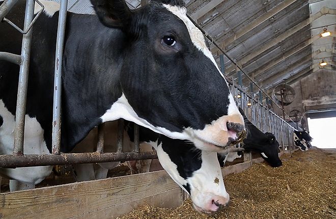 Las exportaciones agrícolas de Estados Unidos se han visto afectadas por las represalias de China.