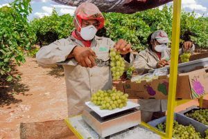 Sonora ya puede exportar uva de mesa a Corea.