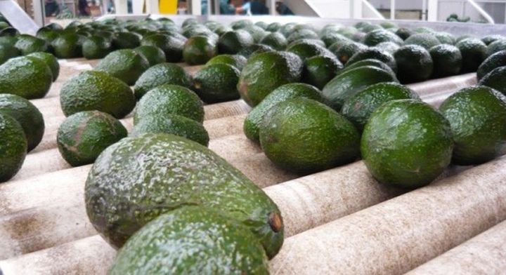 Mientras México exportó aguacate por un valor de 2,392 millones de dólares, los Países Bajos lo hicieron por 734 millones de dólares.