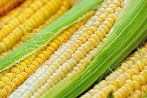 El 20 de septiembre de 2022, el Congreso del Estado de México aprobó la Ley de Fomento y Protección de las Variedades Locales de Maíz. On September 20, 2022, the Congress of the State of Mexico approved the Law for the Promotion and Protection of Local Corn Varieties.