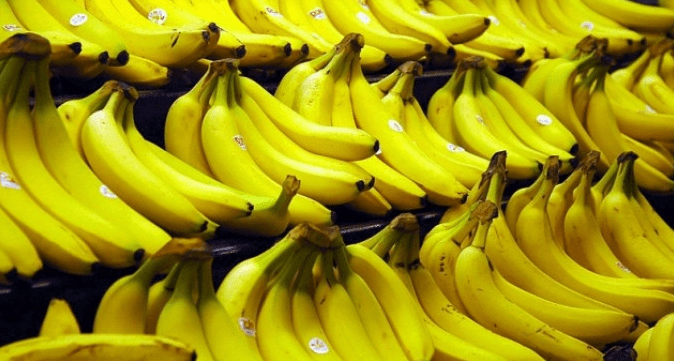 El banano es uno de los cultivos sobresalientes de Ecuador y de hecho es el cultivo con la mayor producción en términos de producto cosechado, de acuerdo con la FAO.