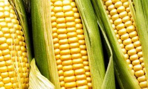 China desplazará a México en la primera posición de los mayores importadores de maíz en la temporada 2021-2022 (julio/junio), proyectó la Organización para la Alimentación y la Agricultura (FAO). China will displace Mexico in the first position of the largest corn importers in the 2021-2022 season (July/June), the Food and Agriculture Organization (FAO) projected.