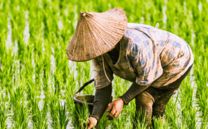 Vietnam obtendría beneficios económicos con su Tratado de Libre Comercio (TLC) y su acuerdo sobre inversiones con la Unión Europea, según un reporte del Parlamento Europeo.