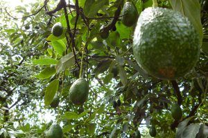 Sube aguacate a máximo de casi 2 años