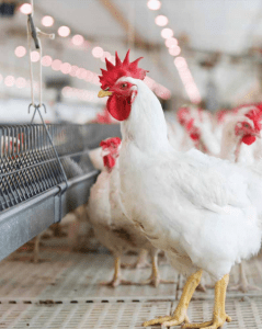 La empresa estadounidense Sanderson Farms Inc. exportó pollo y otros productos avícolas a México por un valor de 156.6 millones de dólares en el año fiscal que concluyó el 31 de octubre de 2019.