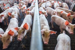 Estados Unidos lideró las exportaciones mundiales de carne de cerdo en 2019, con ventas por 5,218 millones de dólares, de acuerdo con datos del Departamento de Comercio.