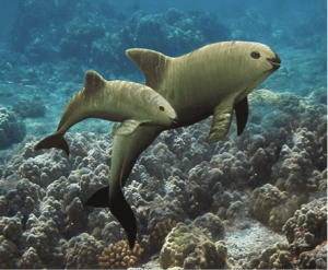 Estados Unidos comenzará a prohibir las exportaciones pesqueras mexicanas de productos como el camarón, la sierra y la curvina al mercado estadounidense capturados bajo ciertos tipos de artes como una medida para proteger a la vaquita marina.