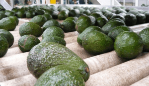 The United States, Canada and Japan led the destinations of Mexican avocado exports in 2019, according to data from the Ministry of Economy.