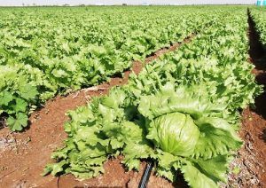 Mexico registered lettuce exports worth 309 million dollars in 2019, an increase of 32.6% year-on-year, according to data from the Ministry of Economy.