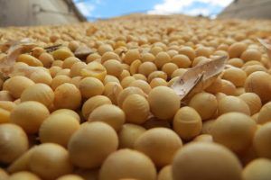 Soybean imports covered 96% of all consumption of that product from Mexico in the last season.