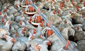 Brazil's chicken meat exports grew at a year-on-year rate of 5.1% in the first four months of 2020, to 1,365 million tons.