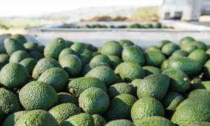 Fresh Del Monte Produce Inc. opened an avocado grading and packing facility in Mexico in December 2019 with the hope of improving efficiency and increasing its shipping capacity.