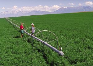 Alfalfa exports from the United States rose at a year-on-year rate of 16.3% in the first quarter, to $ 216 million.