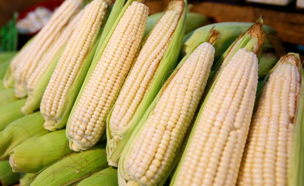 Corn exports from Mexico reactivated in the first quarter of 2020, doubling (103%) at the interannual rate, to reach 71 million dollars.