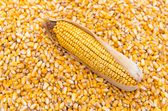 Imports of corn from Mexico from the United States fell 6% in the first quarter of 2020, to 3 million 435,000 tons.