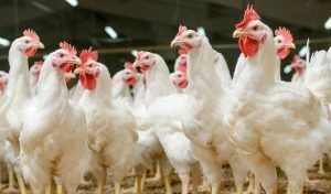 Mexico's chicken imports from the United States were 459,000 tons in 2019, according to the Bachoco company.