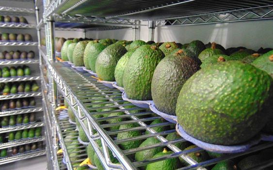 Las primeras proyecciones de la Comisión del Aguacate de California (CAC) indican que la producción de aguacate en todo el estado para la temporada 2019-2020 (noviembre-octubre) aumentará a 369 millones de libras, 70% más que su estimación de la cosecha 2018/2019.