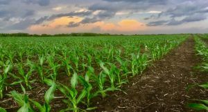 El principal exportador de cereales del mundo: Estados Unidos. The world's leading grain exporter: the United States. Premier exportateur mondial de céréales : les États-Unis. Maior exportador mundial de grãos: os Estados Unidos.