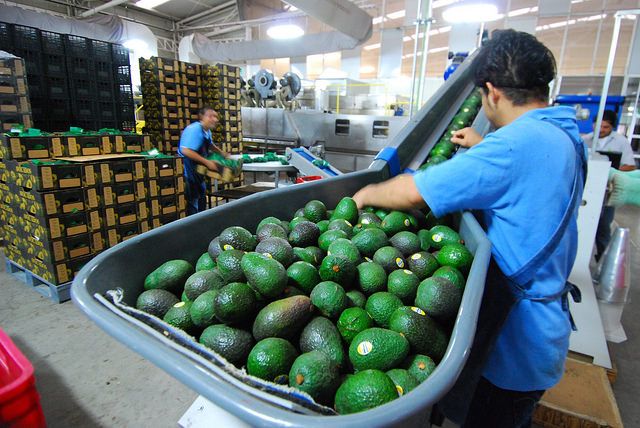 The top five avocado exporters to the United States are, in descending order: Mexico, Peru, Chile, the Dominican Republic, and Colombia.