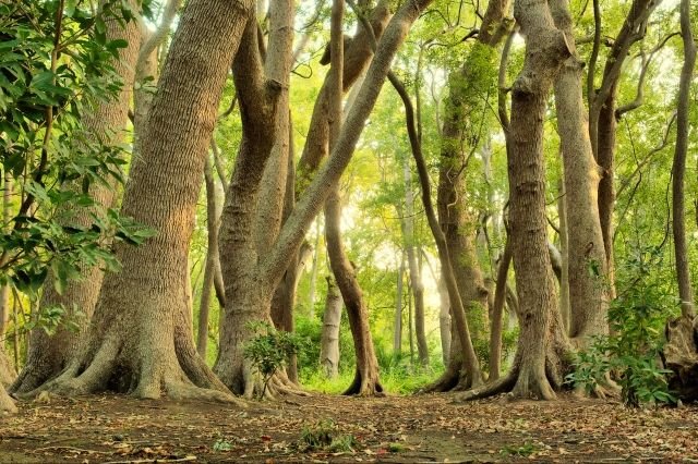 Africa had the highest annual rate of net forest loss in the 2010-2020 period, with 3.9 million hectares, followed by South America, with 2.6 million hectares, according to a report by the United Nations Conference on Food and Agriculture (FAO).