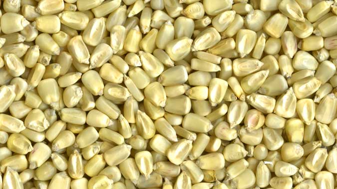 Mexico topped the ranking of the main destinations for corn exports from the United States from October 2019 to June 2020, according to data from the Department of Agriculture (USDA, for its acronym in English).