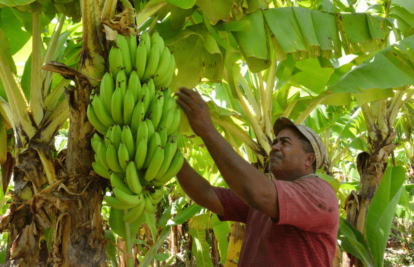 Banana exports from Mexico totaled 141.1 million dollars in the first half of 2020, a year-on-year increase of 1%, according to data from the Ministry of Agriculture.