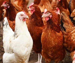 Chicken meat imports into Mexico will reach 880,000 tons in 2020, estimated the United States Department of Agriculture (USDA, for its acronym in English).