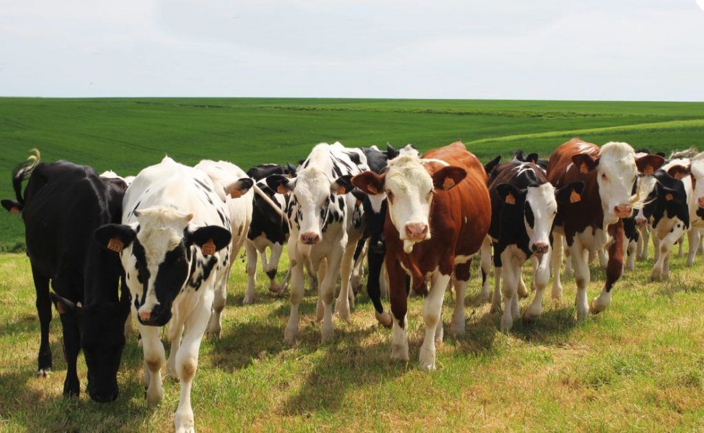 The world's agricultural and food exports fell 1.3% year-on-year in May, according to preliminary data from the World Trade Organization (WTO).