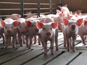 La Secretaría de Economía de México alista un cupo para importaciones de ciertos productos de carne de cerdo, por 10,000 toeneladas. The Mexican Ministry of Economy is preparing a quota for imports of certain pork products, for 10,000 tons.