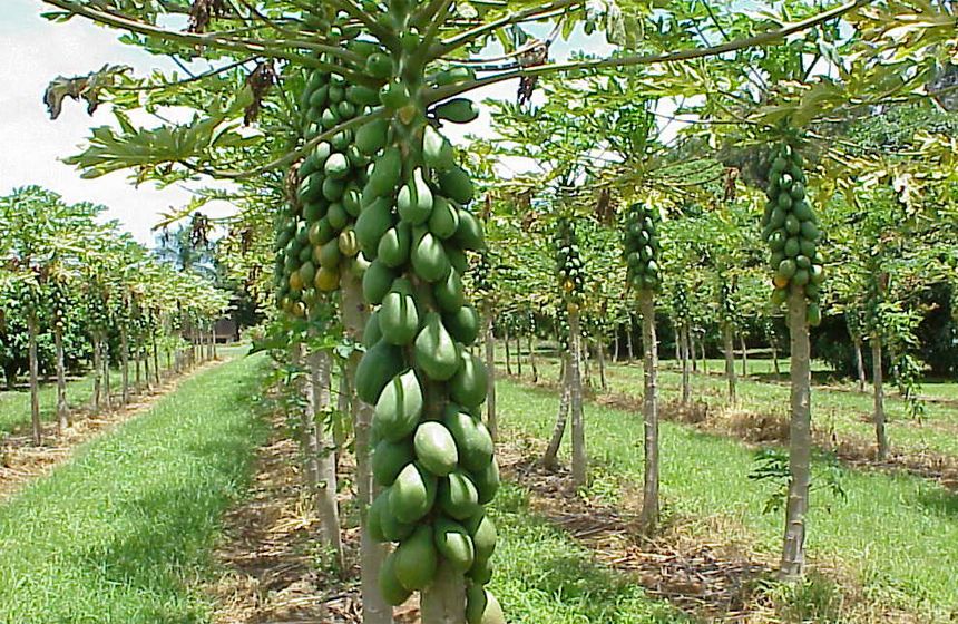 Only Argentina, Australia, India, Israel, Mexico and Singapore add to the list of countries that host plant biotechnology poles and, with the exception of Australia, all of them have only one, revealed a report by the World Intellectual Property Organization (WIPO).