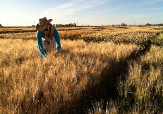 Apoio à agricultura em todo o mundo: 54 países