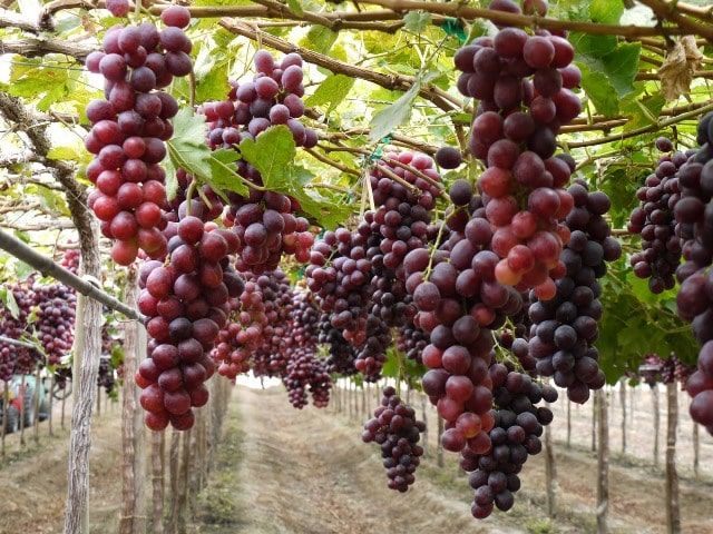 Mexico opened markets for exports of grapes, blackberries and bananas, among other products.