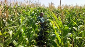 Maíz y trigo: la mayor presión en los precios en México. Corn and wheat: the greatest pressure on prices in Mexico. Maïs et blé : la plus forte pression sur les prix au Mexique.