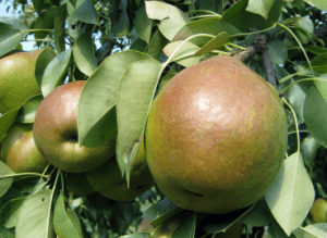 The United States dominates exports of pears to Mexico, especially with the supply of the states of Oregon and Washington, according to statistics from the Department of Agriculture (USDA).