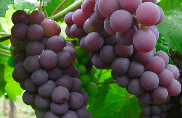 Imports of grapes from Mexico registered a fall of 23.9% from January to July 2020, to 50.3 million dollars, according to statistics from the Ministry of Economy.