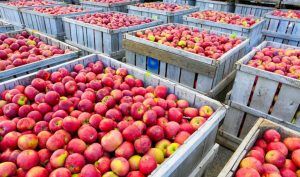 Las importaciones de manzanas frescas de México desde Estados Unidos cayeron 11.8% de enero a septiembre de 2020, año contra año, a 187.1 millones de dólares, de acuerdo con datos del gobierno estadounidense.