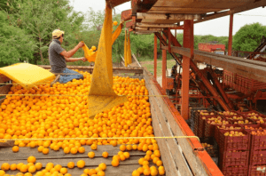 The United States increased its imports of fruits and vegetables from Mexico in the most recent fiscal year (October 2019-September 2020), according to data from the Department of Agriculture.