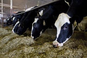 The Government of Canada will provide support to milk producers for US $ 1.4 billion over the next three years, starting in the 2020-2021 cycle.