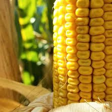 China's corn imports from the United States would total 30 million tonnes next year, the Food and Agriculture Organization of the United Nations (FAO) said.