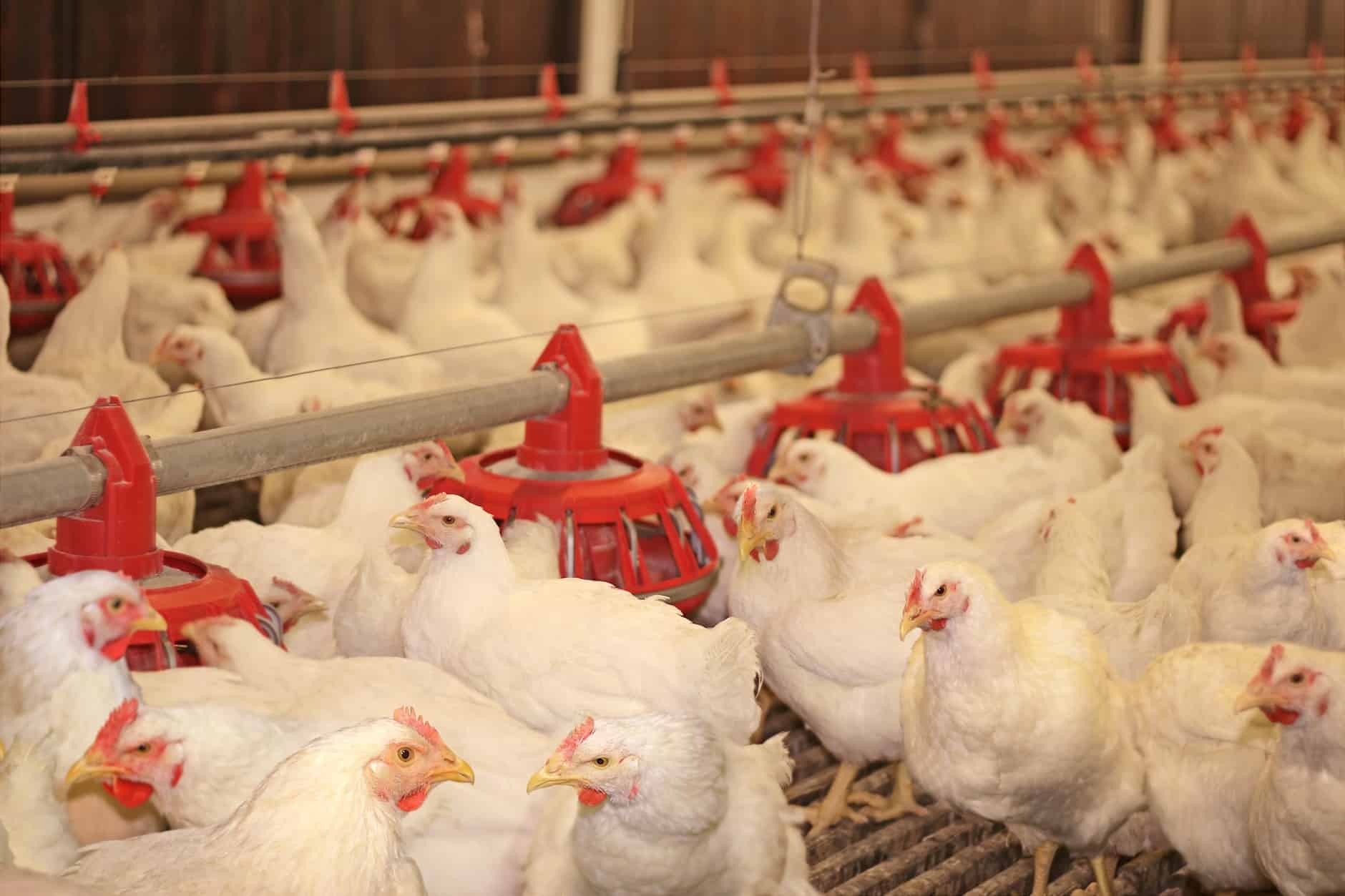 Bachoco y las importaciones de pollo a México | Opportimes