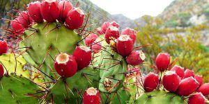 Mexico and Algeria are negotiating a Cooperation Agreement on research and development of opuntia ficus indica SPP (Prickly pear cactus) and a Memorandum of Understanding on cooperation in fisheries and aquaculture matters.