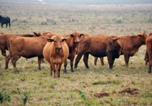 Mexico reported that it will allow imports of beef from Argentina with new regulations on health and safety.