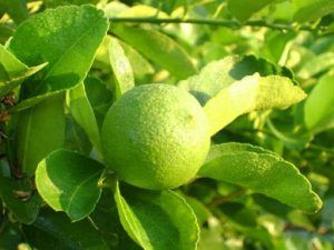 Mexico's lemon production would grow at a year-on-year rate of 6% in the 2020/2021 season, projected the United States Department of Agriculture (USDA).