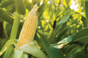 The United States Department of Agriculture (USDA) said there is some uncertainty about the use of glyphosate and genetically modified corn in Mexico.