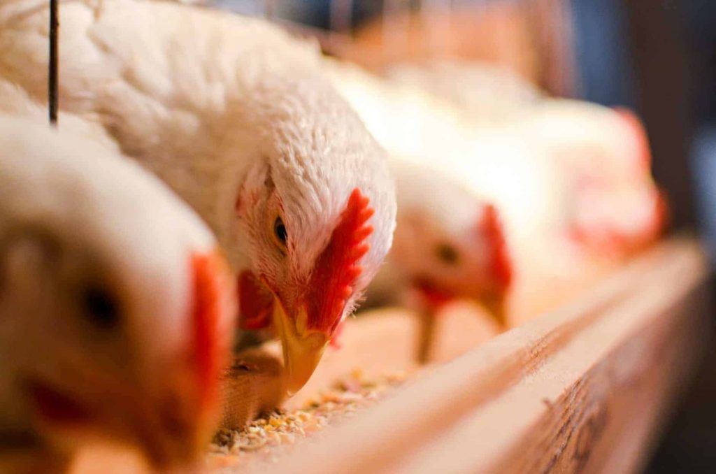 México redujo sus importaciones de pollo en 2020 principalmente por la eliminación de un cupo otorgado a Brasil, según la empresa mexicana Industria Bachoco. Mexico reduced its chicken imports in 2020 mainly due to the elimination of a quota granted to Brazil, according to the Mexican company Industria Bachoco.