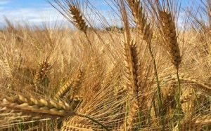 El precio del trigo seguirá creciendo en el ciclo 2022-2023 como consecuencia de la invasión de Rusia a Ucrania. Wheat prices will continue to grow in the 2022-2023 cycle as a result of Russia's invasion of Ukraine.